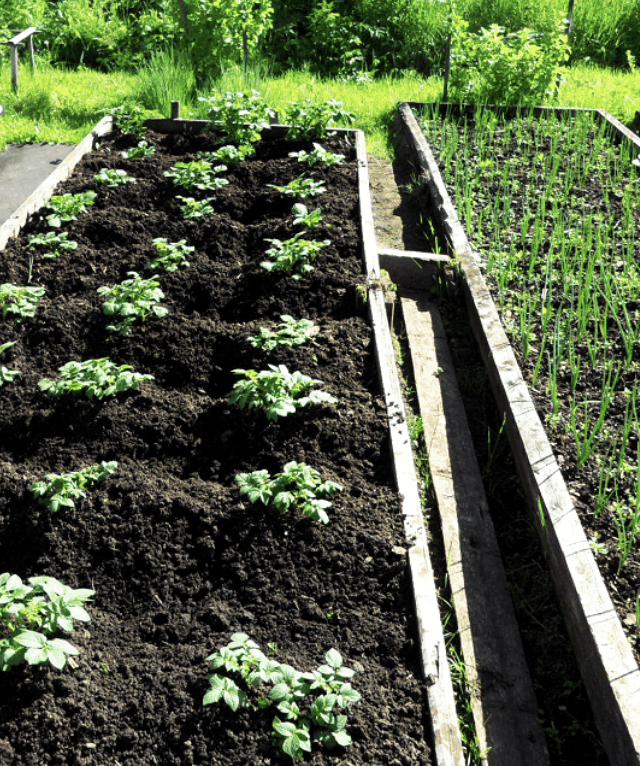 Хобби для пожилых людей